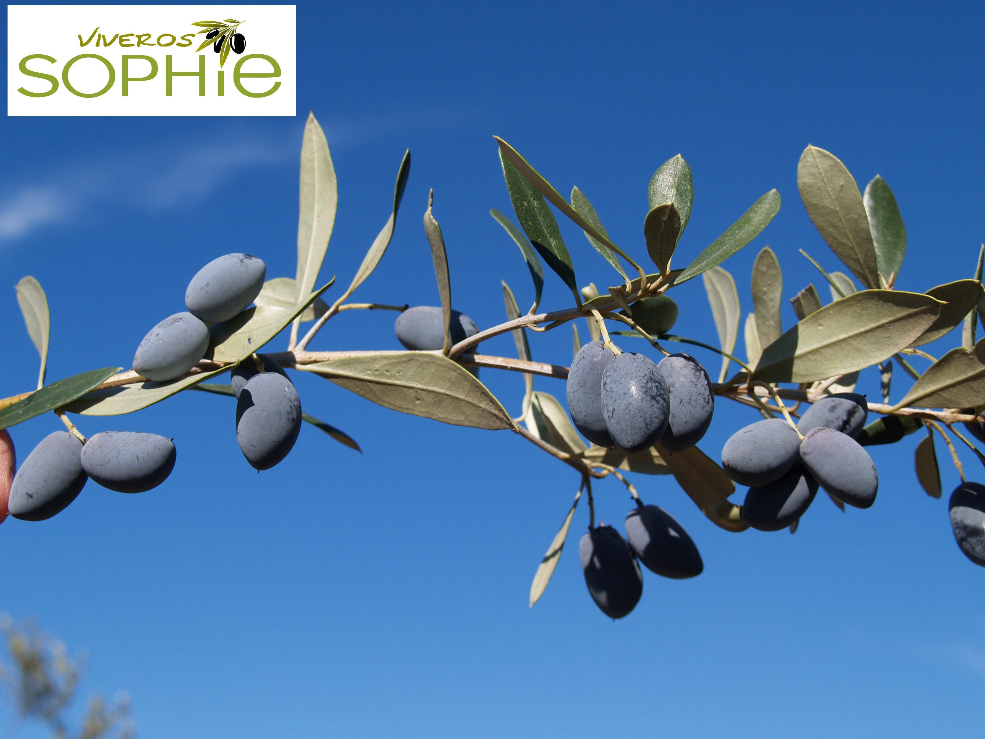 Variedad de olivo MANZANILLA  PICÚA